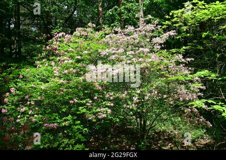 Rhododendren, Rhododendron sp., havasszépe, Jeli arboretum, Comté de Vas, Hongrie, Magyarország, Europe Banque D'Images