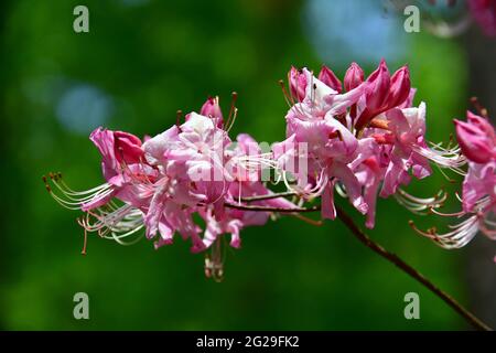 Rhododendren, Rhododendron sp., havasszépe, Jeli arboretum, Comté de Vas, Hongrie, Magyarország, Europe Banque D'Images