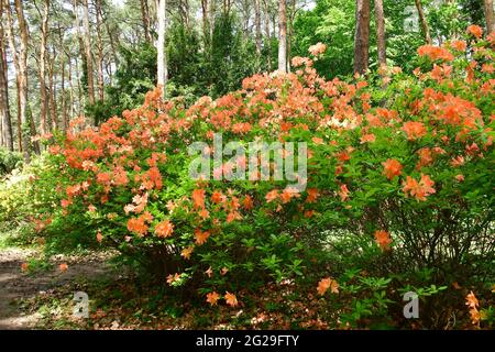 Rhododendren, Rhododendron sp., havasszépe, Jeli arboretum, Comté de Vas, Hongrie, Magyarország, Europe Banque D'Images