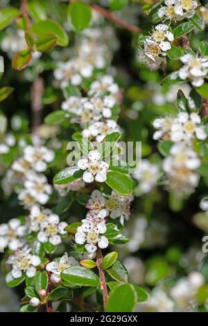 Fleurs blanches des cotoneaster au printemps Banque D'Images