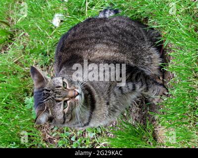Jeune tabby chat assis sur la prairie verte d'été, photo d'animal Banque D'Images