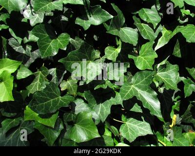 Texture photo naturelle. Gros plan de l'ivie, nom botanique Hedera, plante grimpante à feuilles persistantes, utilisé comme extrait médicinal, plan détaillé Banque D'Images