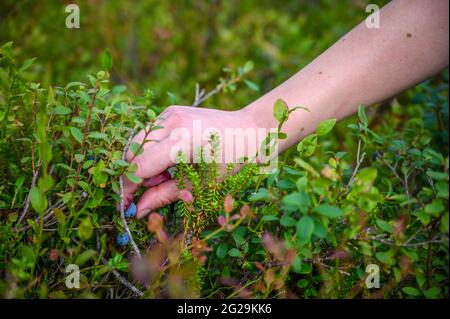 Femme cueillant des baies bleues fraîches sauvages à partir de plantes en été activités de sortie et de collecte pour des habitudes alimentaires saines Banque D'Images