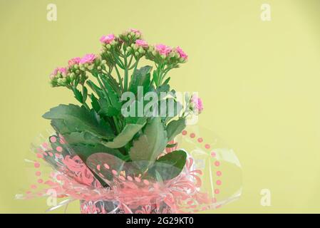 Arrangement de fleurs de begonias sur fond jaune. Décoration résidentielle. Fleurs naturelles colorées et fraîches. Banque D'Images