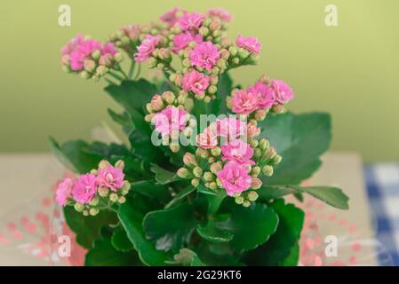 Arrangement de fleurs de begonias sur fond jaune. Décoration résidentielle. Fleurs naturelles colorées et fraîches. Banque D'Images