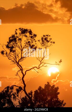 coucher de soleil nuageux à l'heure d'or avec la silhouette d'un arbre au premier plan. Image qui ressemble à la savane africaine, image verticale Banque D'Images