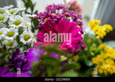 Un bouquet coloré de fleurs coupées par la fenêtre. Banque D'Images