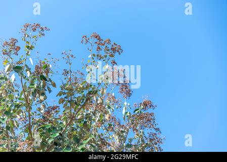 Arbre de sinense Ligustrum et le ciel bleu en arrière-plan. Privet est un arbre originaire de Chine, largement utilisé dans le boisement urbain à São Paulo et Banque D'Images