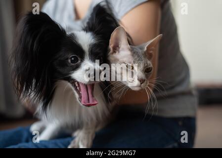 Une femme tient dans ses mains une brosse sphinx chat et un chien de paillon Banque D'Images