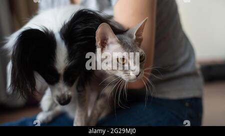 Une femme tient dans ses mains une brosse sphinx chat et un chien de paillon Banque D'Images