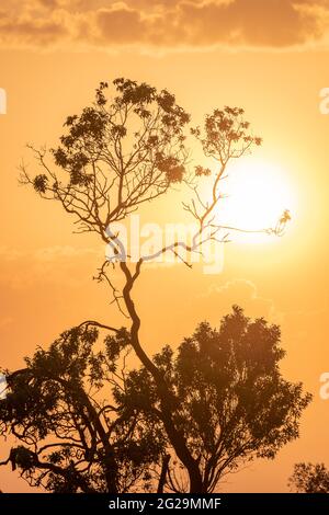 coucher de soleil nuageux à l'heure d'or avec la silhouette d'un arbre au premier plan. Image qui ressemble à la savane africaine, image verticale Banque D'Images