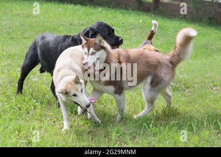 husky sibérien, laika de Sibérie occidentale et chiot Labrador retriever jouent sur une herbe verte dans le parc d'été. Animaux de compagnie. Chien de race. Banque D'Images