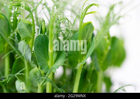Les pousses fraîches de petits pois microverts se rapprochent sur fond blanc. Concept d'alimentation saine. Banque D'Images