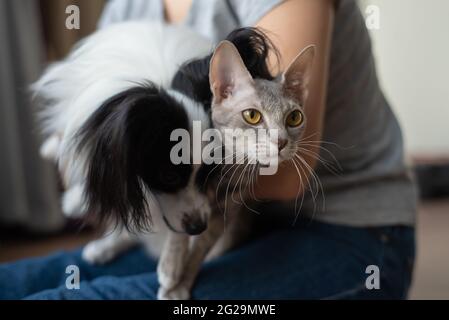 Une femme tient dans ses mains une brosse sphinx chat et un chien de paillon Banque D'Images