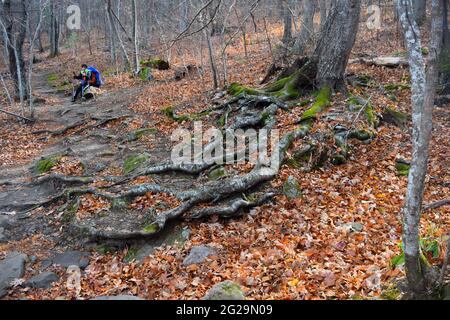 Randonneur reposant sur Appalachian Trail près des racines de l'arbre Banque D'Images