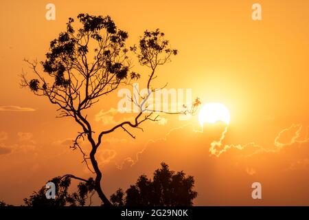 coucher de soleil nuageux à l'heure d'or avec la silhouette d'un arbre au premier plan. Image qui ressemble à la savane africaine, paysage Banque D'Images