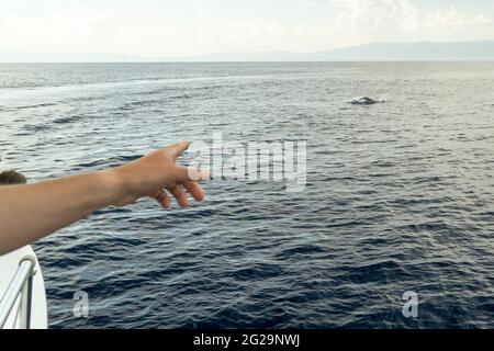 Risso Dolphin Grampus dans la mer Ligurienne méditerranéenne Banque D'Images