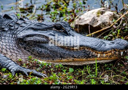 Photo de l'alligator américain (Alligator mississippiensis), Shark Valley Visitor Centre, Parc national des Everglades, Floride Banque D'Images