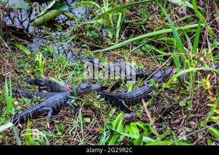 Six petits alligators américains (Alligator mississippiensis), Shark Valley Visitor Centre, Parc national des Everglades, Floride Banque D'Images