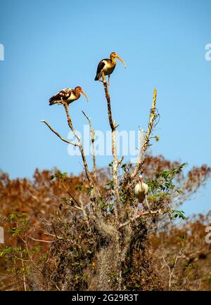 Jeunes ibises blanches (Eudocimus Albus) perchées dans un arbre, rivière Oklakaha, Floride Banque D'Images