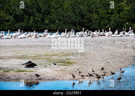 Grand groupe de pélicans blancs américains (Pelecanus erythrorhynchos) reposant sur l'île, pélicans bruns isolés en premier plan, refuge faunique Ding Darling, Banque D'Images