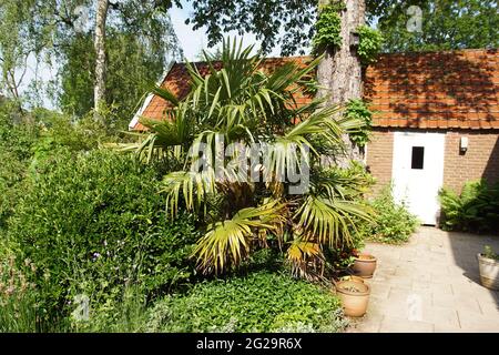 Palmier à vent à fleurs, Trachycarpus fortunei dans UN jardin hollandais en face D'UNE Grange, d'un châtaignier à cheval et d'un bouleau. À côté de Evergreen Spindle, SPI japonais Banque D'Images