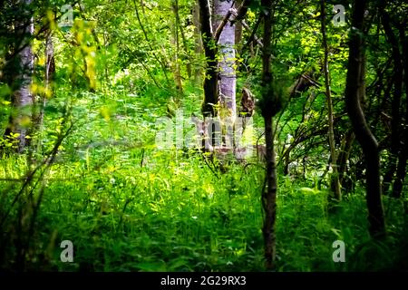 La femelle Roe Deer ou Capranolus capranolus se promène dans la forêt de la vallée de Clyde, en Écosse Banque D'Images