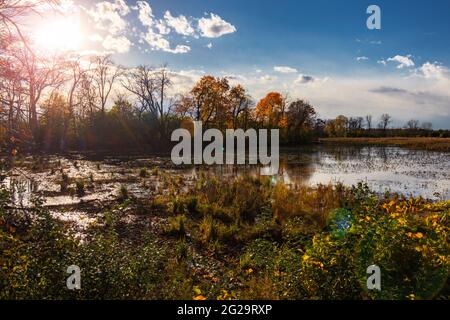 Vue sur un marais de plaine dans le comté de Waukesha, Wisconsin, à l'automne. Banque D'Images