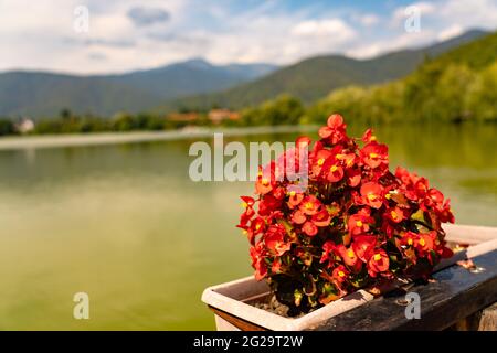 Fleurs rouges sur le fond d'un lac vert Banque D'Images