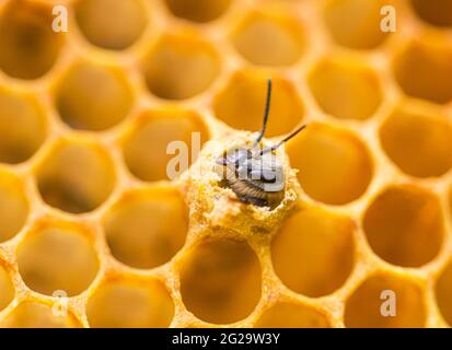 Une nouvelle abeille (APIs mellifera) émergeant de sa cellule de couvain. Gros plan. Banque D'Images