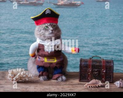 Un chaton drôle en costume de pirate Banque D'Images