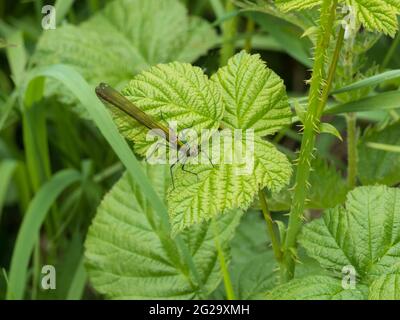 Une belle demoiselle Damselfly femelle (Calopteryx virgo), reposant sur une feuille. Banque D'Images