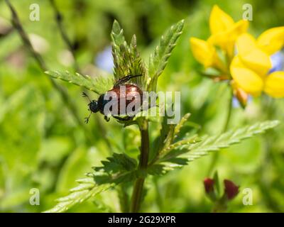 Phyllopertha horticola connu sous le nom de Garden Chafer, Garden Foliage Beetle ou Bracken Chafer. Banque D'Images