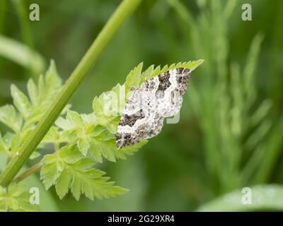 Une Moth carpette argentée (Xanthorhoe montanata), reposant sur une feuille. Banque D'Images