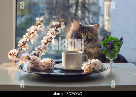 Café du matin dans une composition avec des branches fleuries et un chat curieux Banque D'Images