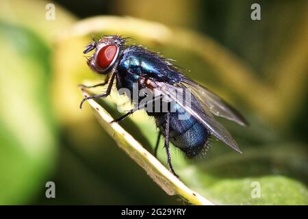 Gros plan d'un Bluebottle Fly Banque D'Images