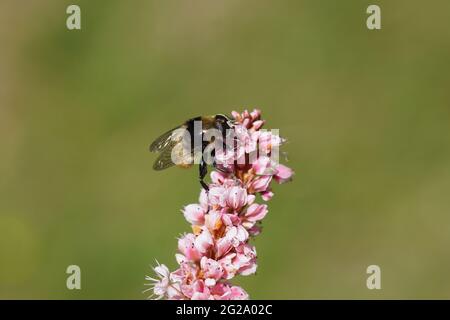 La mouche à bulbes Narcisse (Merodon equestris), famille des Syrphidae, sur une fleur rose de bistri himalayen (Bistorta affinis), famille des Polygonaceae. Printemps, néerlandais Banque D'Images