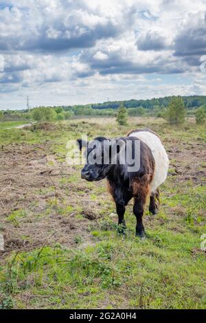 Vache Galloway à ceinture avec long pelage caractéristique et large ceinture blanche, une race écossaise traditionnelle de bovins de boucherie à Chobham Common, Surrey Banque D'Images