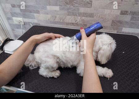 Vue latérale de la petite femme non reconnaissable spécialiste du masque et de l'uniforme de la fourrure moelleuse de chien maltais tranquille à l'aide d'un coupe-herbe électrique en comfor Banque D'Images