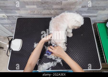 De dessus court non reconnaissable femme spécialiste dans le masque et uniforme écrêtage fourrure moelleuse de chien maltais tranquille à l'aide de coupe-herbe électrique dans le confort Banque D'Images