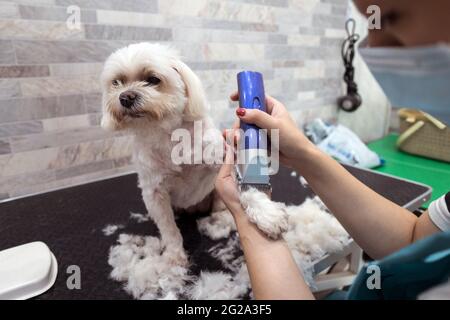 Vue latérale de la petite femme spécialiste du masque et de la tonte uniforme fourrure moelleuse de chien maltais tranquille à l'aide d'un coupe-herbe électrique dans des vétérinaire s modernes confortables Banque D'Images