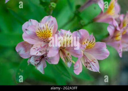 Lily of the Incas, Alstroemeria, communément appelé Lily péruvienne ou Lily of the Incas, est un genre de plantes à fleurs de la famille des Alstroemeriaceae Banque D'Images