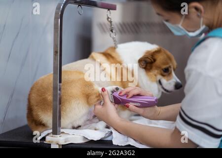 Courte femme non reconnaissable, spécialiste de la tonte, douce fourrure de chien Corgi tranquille à l'aide d'une tondeuse électrique dans un confortable salon de vétérinaire moderne Banque D'Images