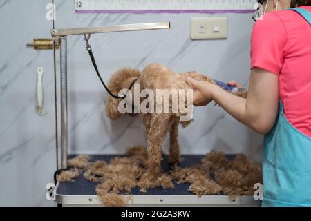 Vue latérale de la récolte femelle non reconnaissable spécialiste du masque et de la tonte uniforme fourrure moelleuse de chien tranquille à l'aide d'un coupe-herbe électrique dans une moder confortable Banque D'Images