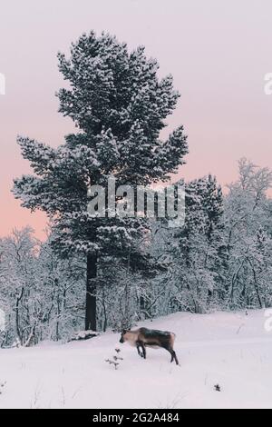 Vue latérale de l'orignal sauvage près du bois de sapin qui pousse entre les terres dans la neige près de la forêt dans l'île arctique Banque D'Images