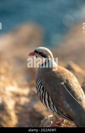 Rock Partridge à cape Sounion, Grèce Banque D'Images