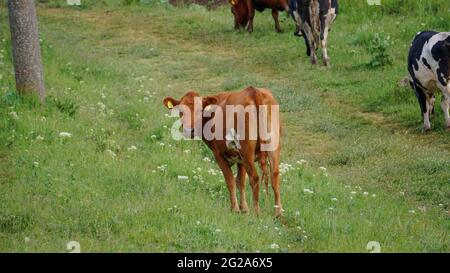 Vaches paissant sur un pré par une journée ensoleillée. Paysage relaxant de bétail laitier dans la prairie. Pâturage européen avec bétail de ferme mangeant de l'herbe. Banque D'Images