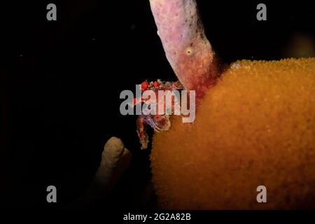 Mignon crabe cryptique (Pelia mutica) sur le récif au large de l'île néerlandaise des Caraïbes de Saba Banque D'Images