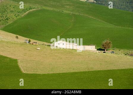 ferme dans un pré vert avec arbre Banque D'Images