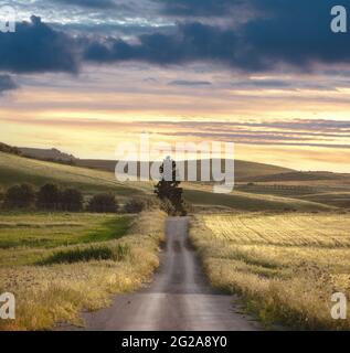 paysage rural avec chemin direct à travers les champs avec arbre seul au lever du soleil Banque D'Images